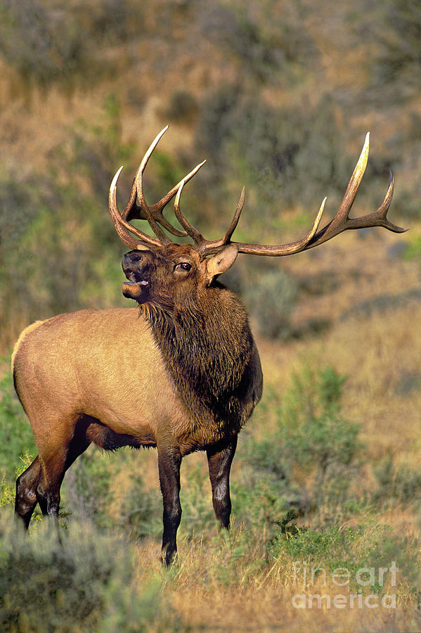 Bull Elk in Rut Bugling Yellowstone Wyoming Wildlife Photograph by Dave Welling