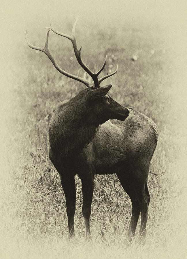 Bull Elk in Sepia by Ann Keisling Bull Elk in Sepia by Ann Keisling