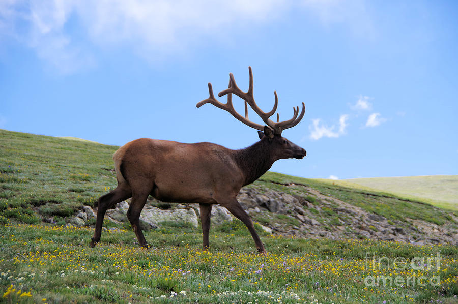 Bull elk in the mountains  Photograph by Jeff Swan