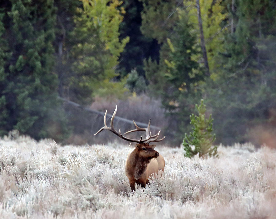 Bull Elk in the Sage Photograph by Jean Clark