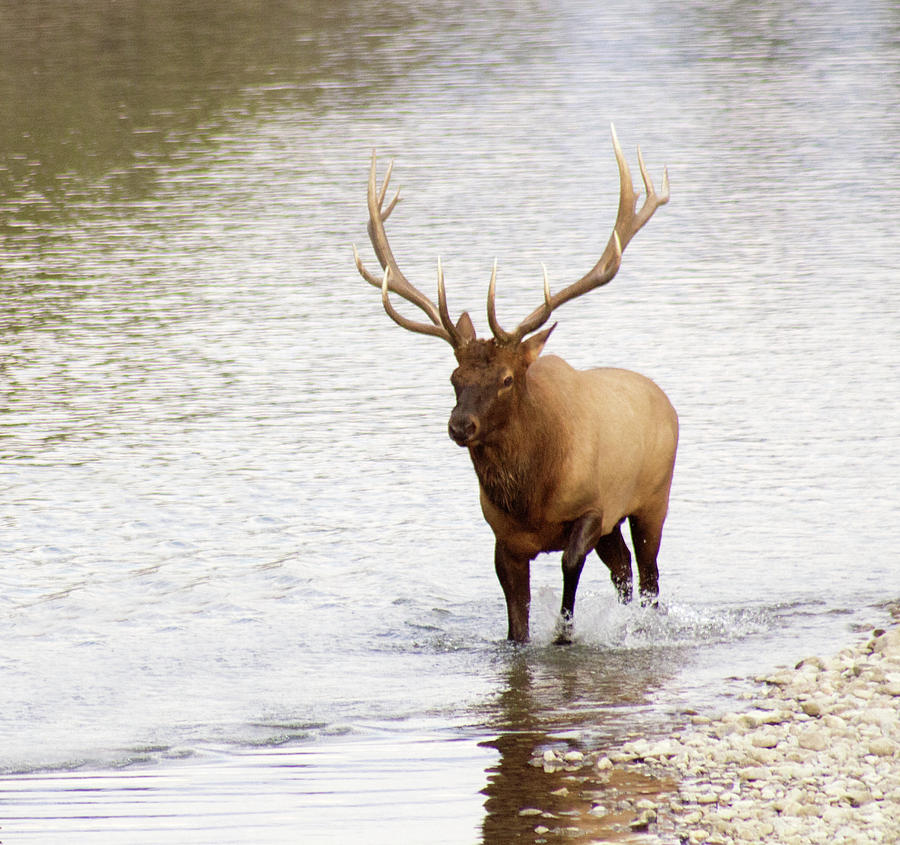 Bull Elk in water Photograph by Neil Grimshaw