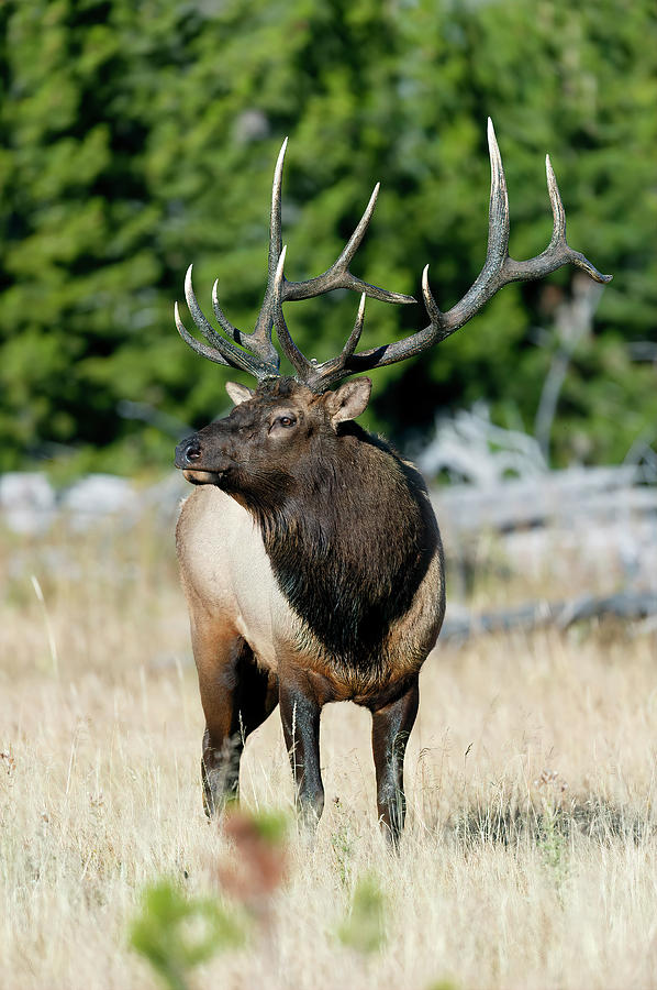 Bull Elk in Yellowstone  Photograph by Gary Langley