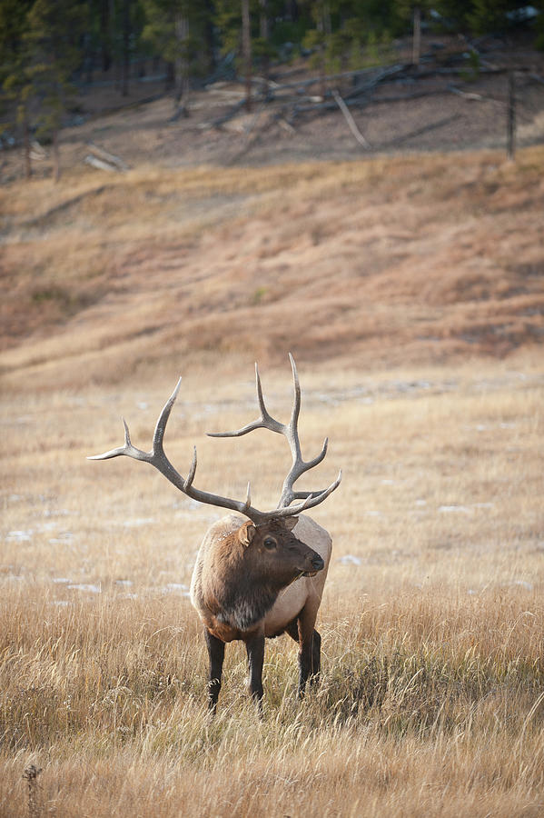 Bull Elk in Yellowstone Photograph by Mark Duehmig