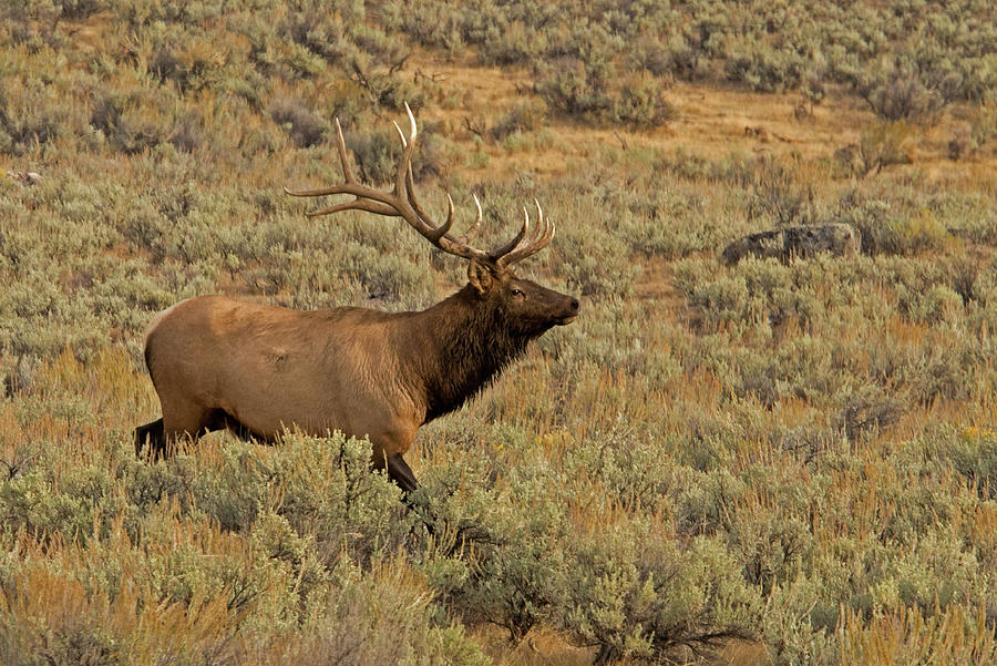 Bull Elk In Yellowstone National Park Photograph by Dbushue Photography