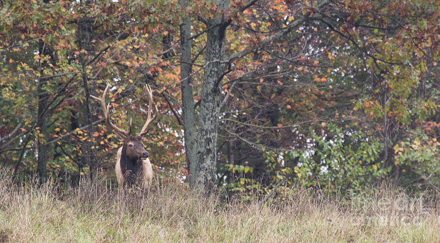 Bull Elk Series 3 Photograph by Jeannette Hunt