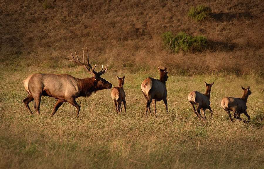 Bull Elk Keeps Harem In Line Photograph by Cindy McIntyre
