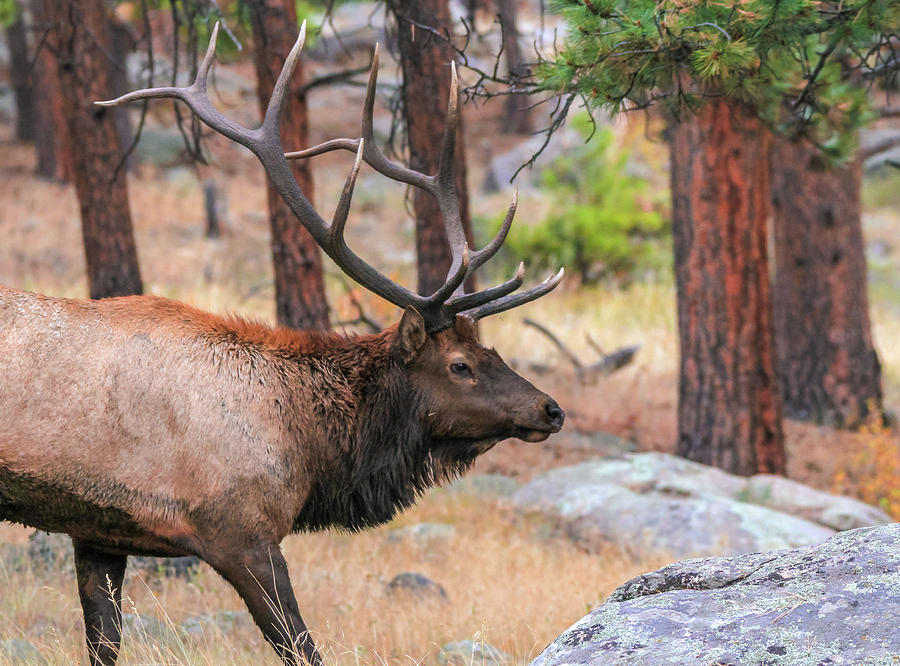 large elk antlers