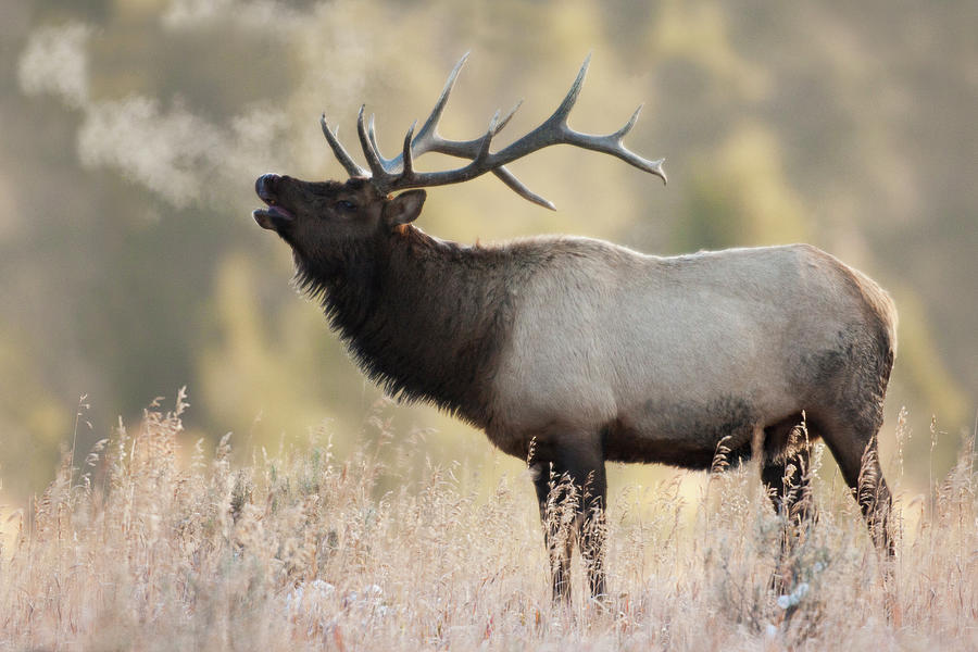 Bull Elk, Morning Breath Photograph by Ken Archer - Fine Art America