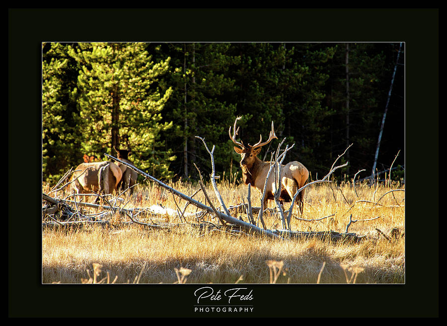 Bull Elk Photograph by Pete Federico