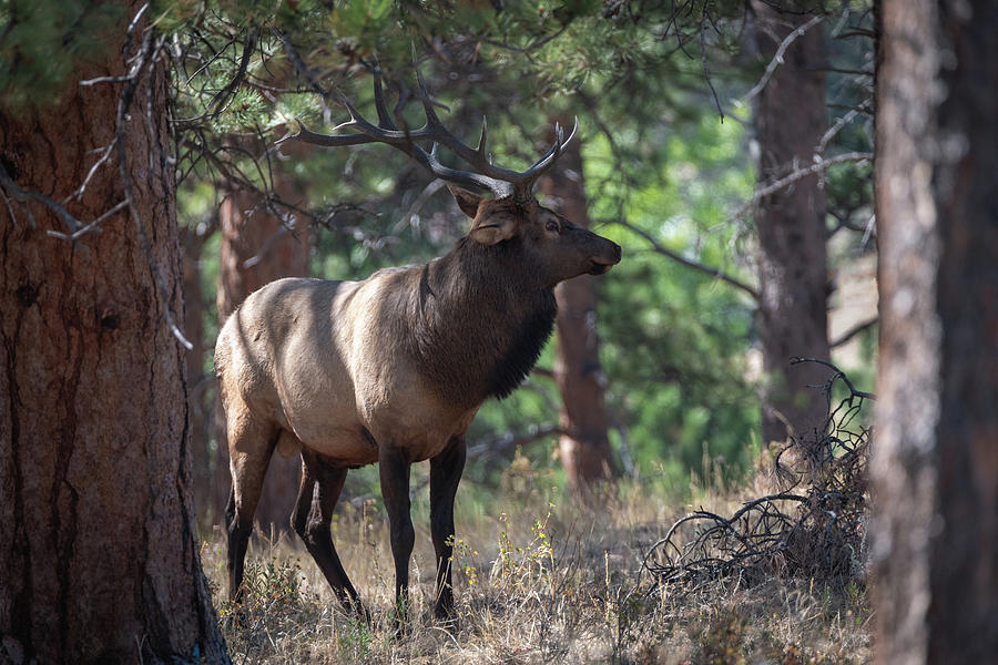 Bull Elk Photograph by Philip Rodgers