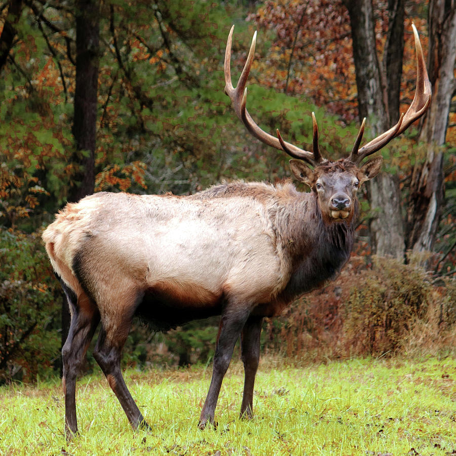 Bull Elk Portrait Photograph by Suzanne Stout