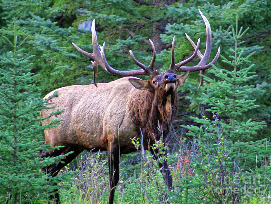 Bull elk posturing and ready to fight all comers, during the heat of the rut, breeding time Photograph by Robert C Paulson Jr