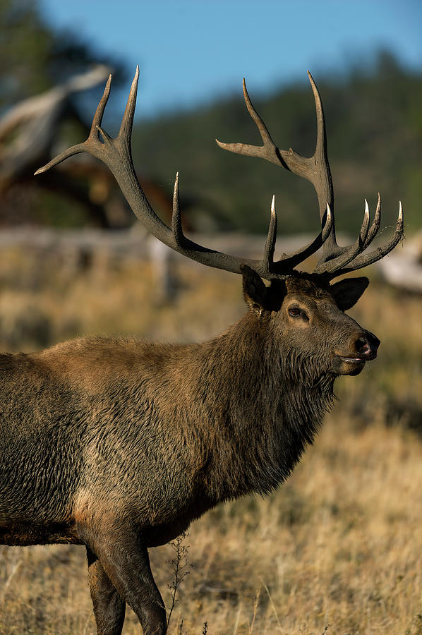 Bull Photograph - Bull Elk profile by Gary Langley