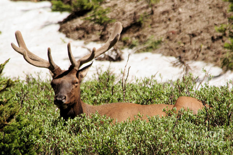 Bull Elk Resting In The Bushes Photograph