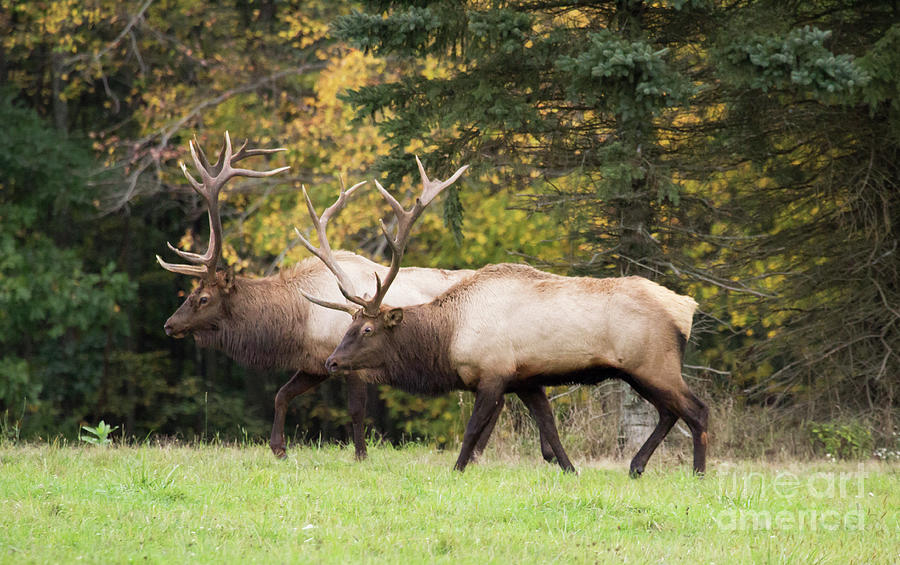 Bull Elk Rivals  Photograph by Jeannette Hunt