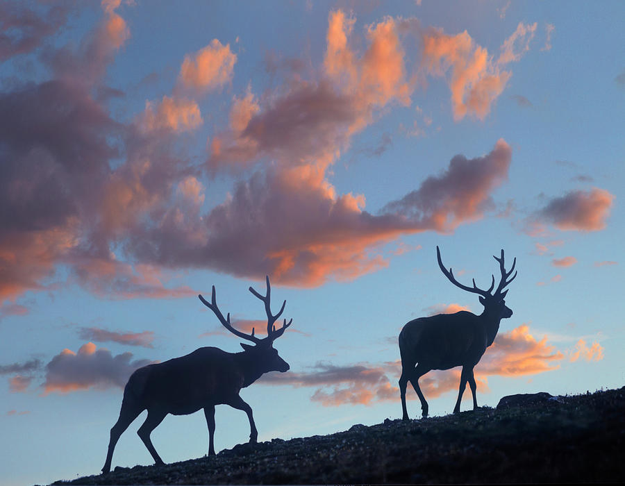 Bull Elk, Rocky Mountain National Park, Colorado Photograph by Tim Fitzharris