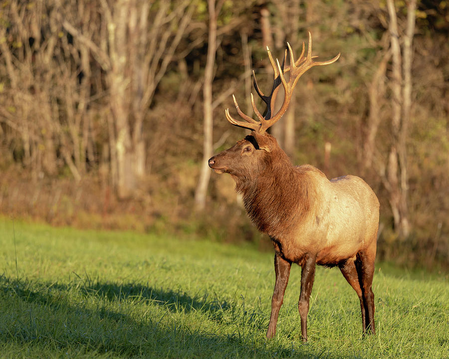 Bull Elk Photograph by Rod Best