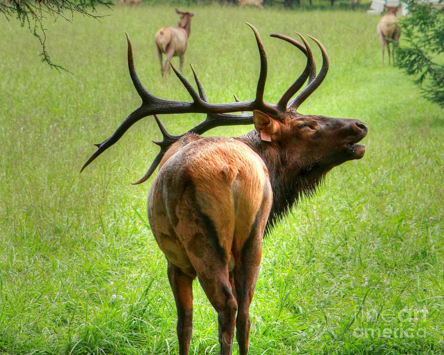 Bull Elk Smoky Mountains Photograph by Charlene Cox - Fine Art America