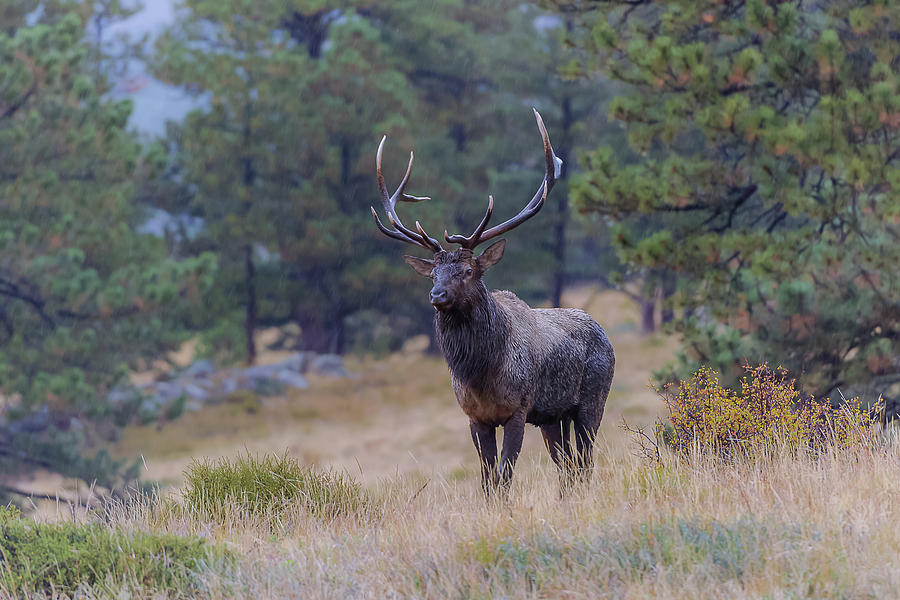 Bull Elk Standing Tall Photograph by Luis A Ramirez