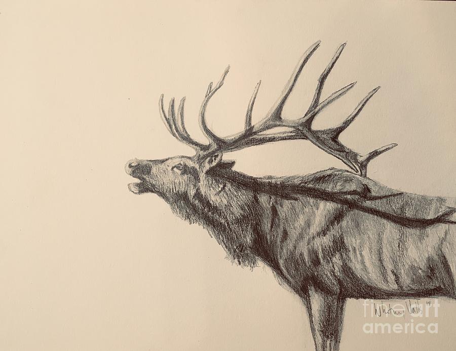 Bull Elk Drawing By Whitney Valls Fine Art America