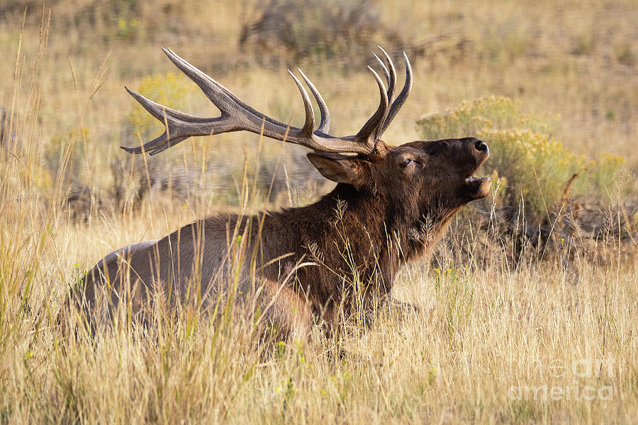 Bull Elk - Yellowstone National Park Photograph by Bret Barton