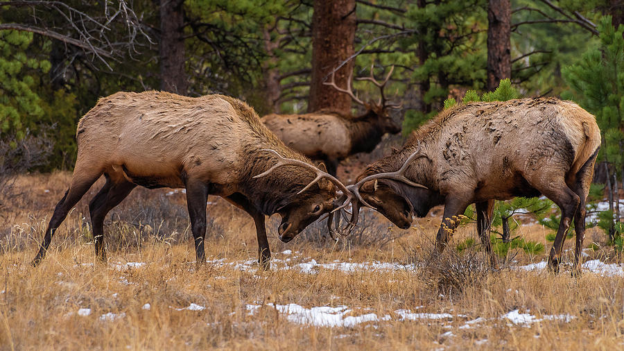 Bull Elks Fighting Photograph by Brenda Jacobs