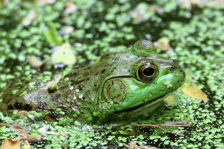 Bull Frog Stony Brook New York Photograph by Bob Savage Pixels