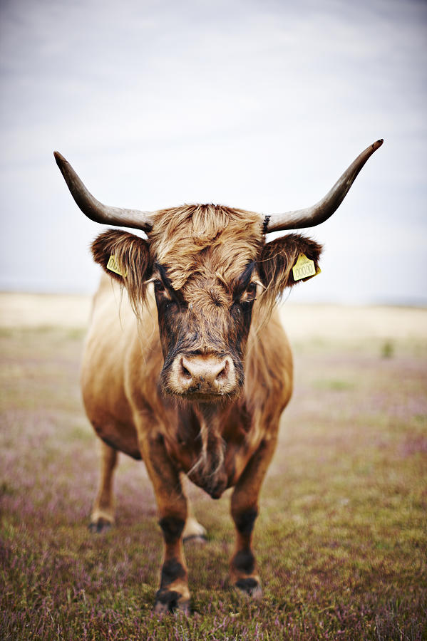 Bull In Field Photograph By Niels Busch