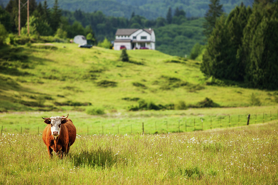 Bull In The Meadow Photograph by Andipantz
