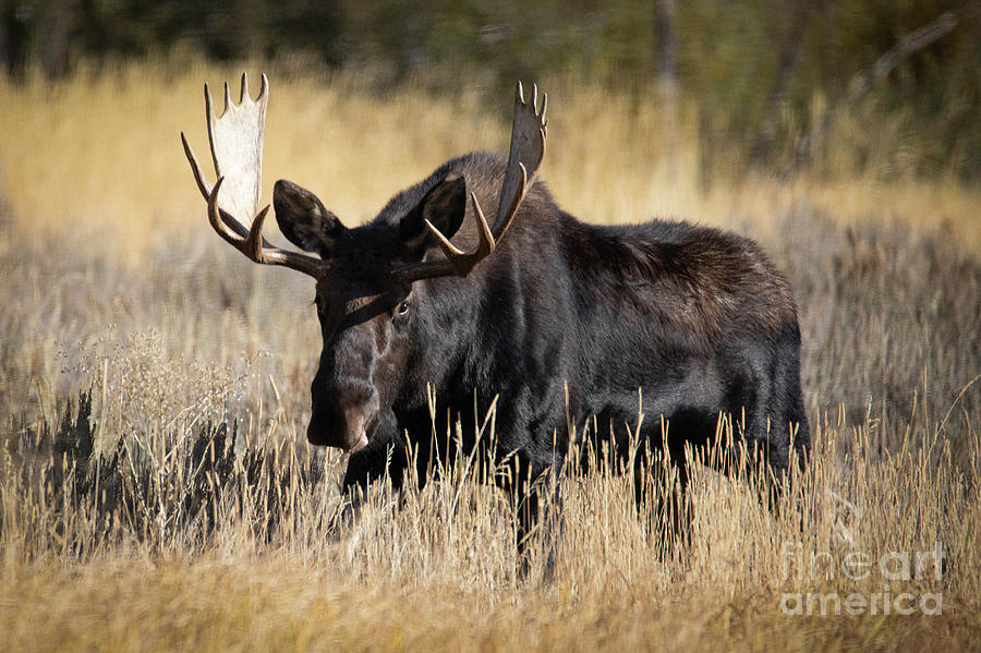 Bull Moose - Wyoming Photograph by Bret Barton