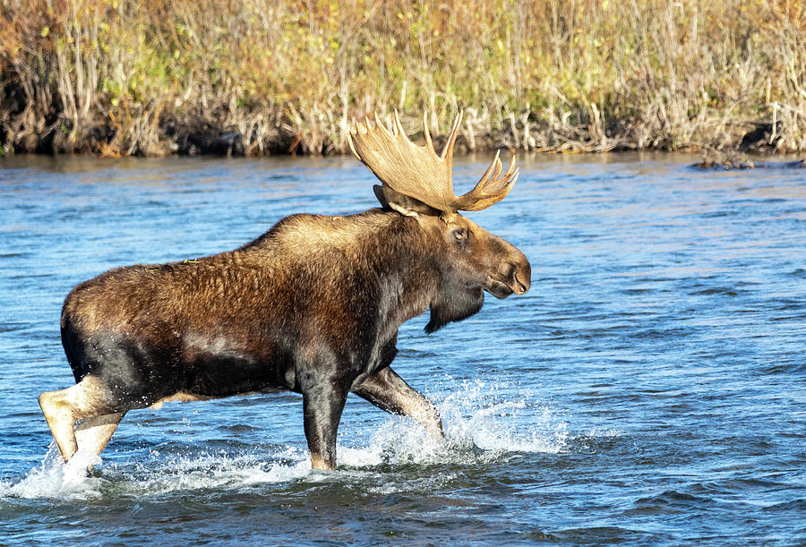 Bull Moose 10 by Michael Chatt Bull Moose 10 by Michael Chatt