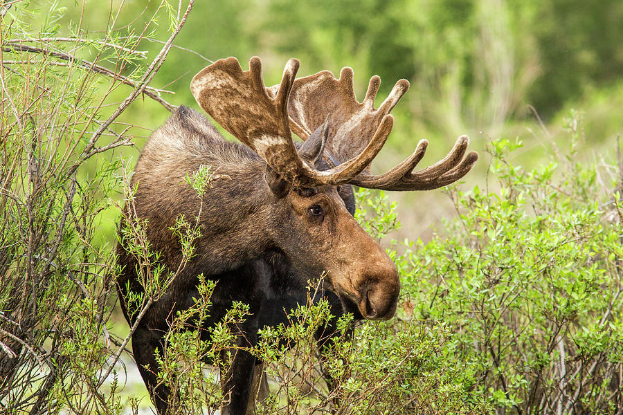 Bull Moose Alces Alces Foraging In by Danita Delimont