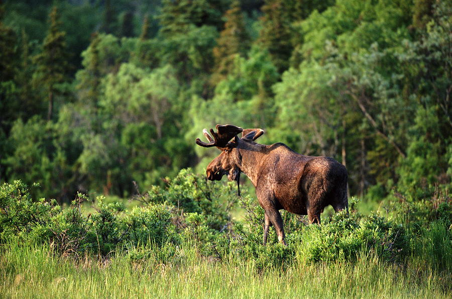 Bull Moose Alces Alces In Clearing Photograph by John Giustina