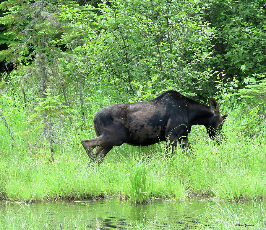 Moose Photograph - Bull Moose by Alison Gimpel