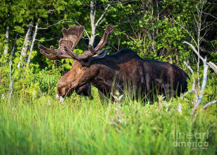 Bull Moose - Allagash, Maine Photograph
