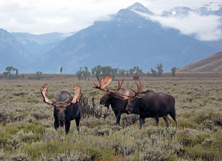 Bull Moose and the Tetons Photograph by Jean Clark