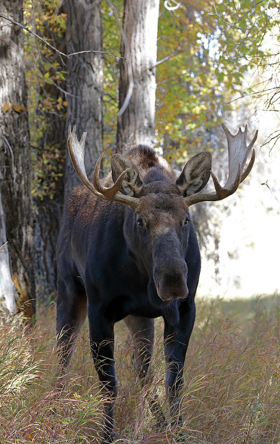 Bull Moose Approaching Photograph by Jean Clark