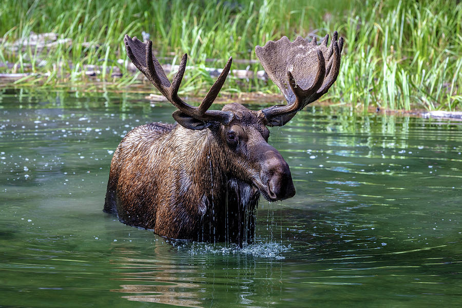 Bull Moose at Moose Lake Photograph by Pierre Leclerc Photography