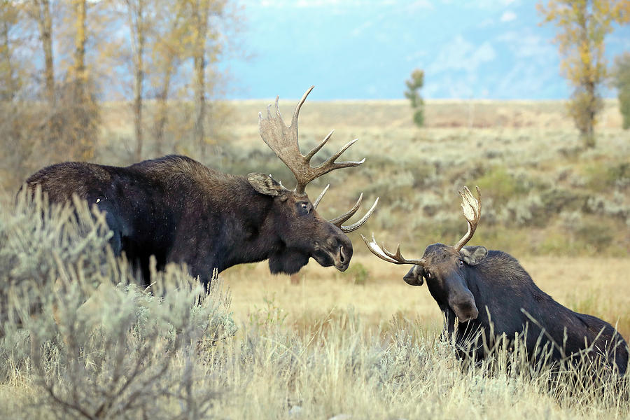 Bull Moose Challenge Photograph by Jean Clark