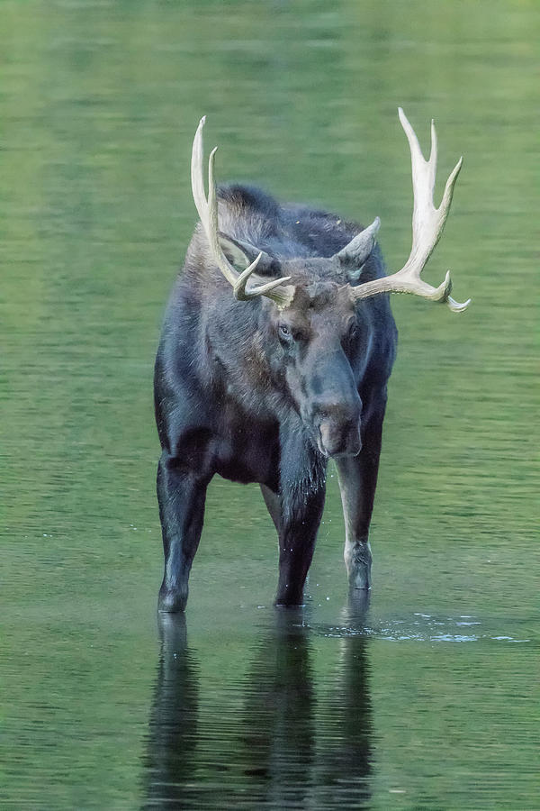 Bull Moose Checking Out The People, No. 2 by Belinda Greb Bull Moose Checking Out The People, No. 2 by Belinda Greb