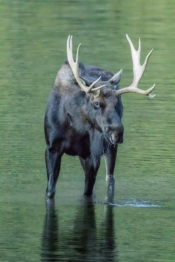 Bull Moose Checking Out The People, No.1 by Belinda Greb Bull Moose Checking Out The People, No.1 by Belinda Greb