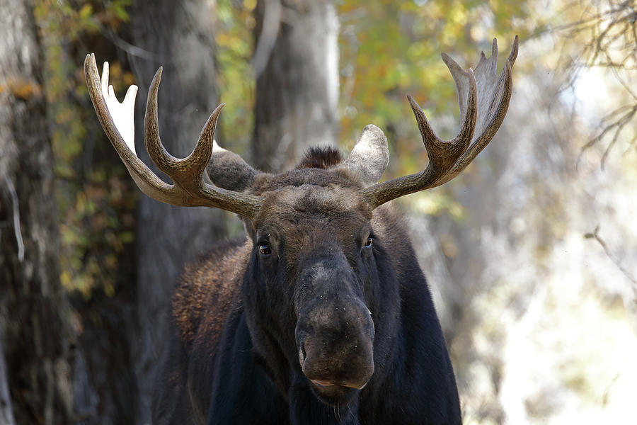 Bull Moose Close Up Photograph by Jean Clark