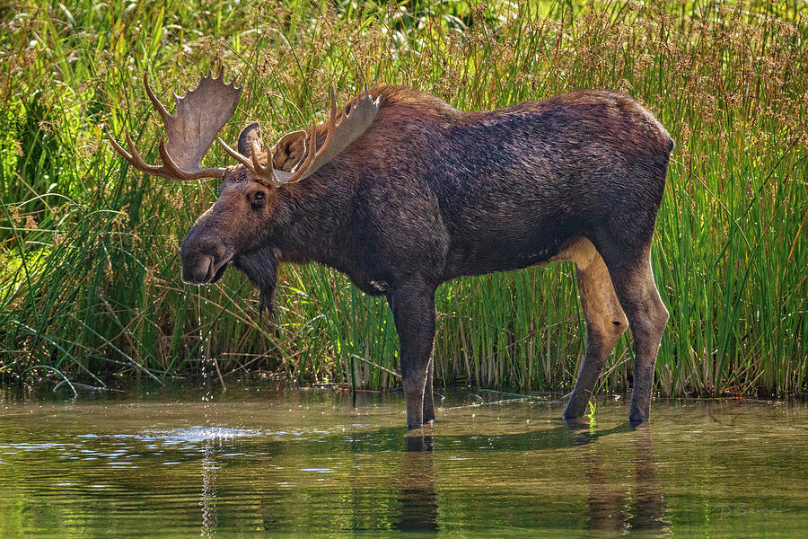 Wildlife Photograph - Bull Moose by David Sams