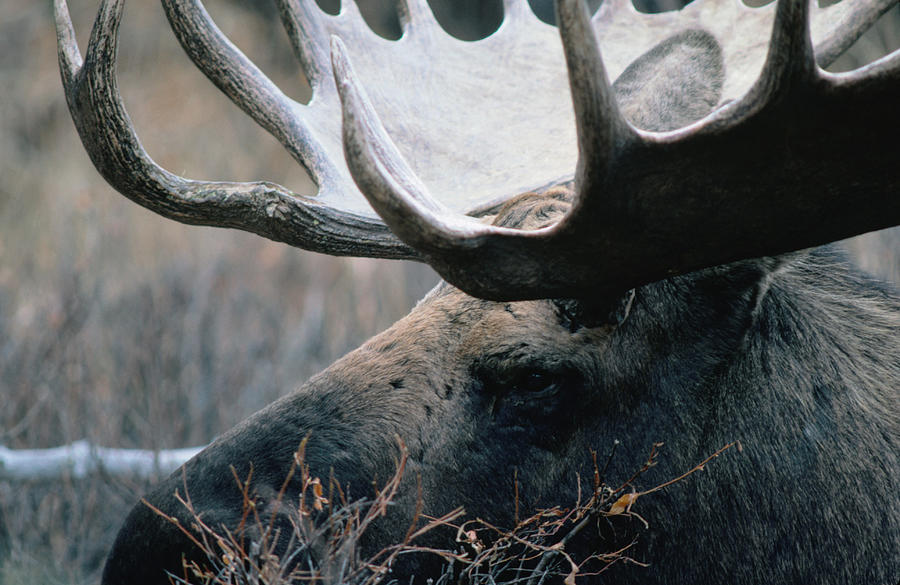 Bull Moose., Denali National Park & Photograph by Mark Newman