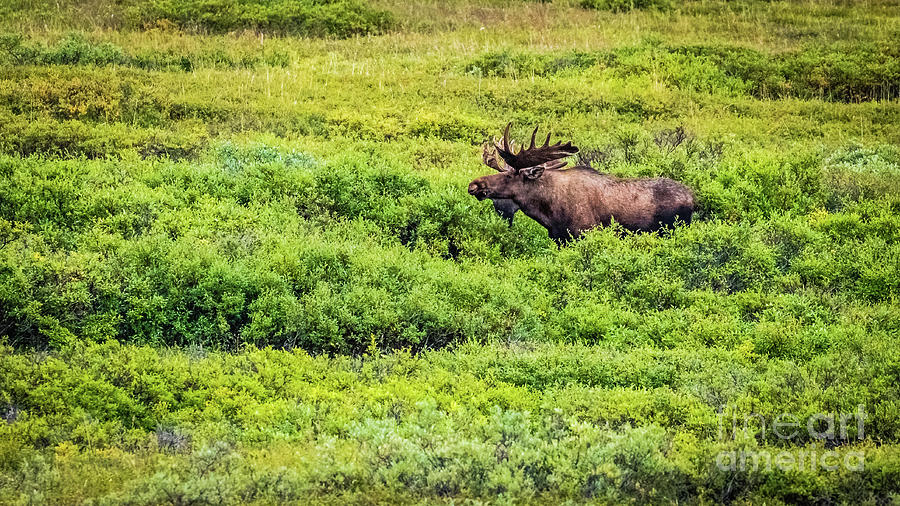 Bull moose, Denali National Park, Alaska Photograph by Lyl Dil Creations