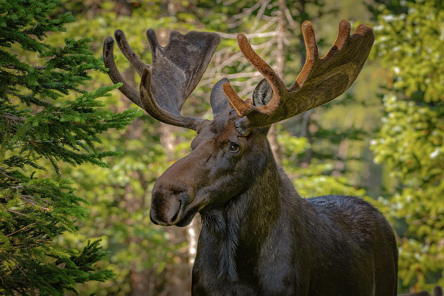 Bull Moose Glamour Shot Photograph by Gary Kochel