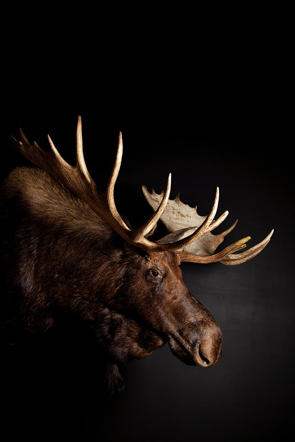 Bull Moose Head With Antlers Photograph by Simon Willms