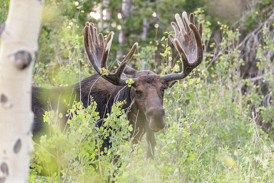 Bull Moose Hides Among the Aspen Photograph by Tony Hake