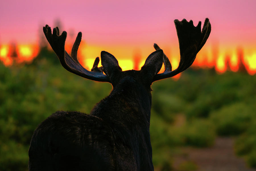 Bull moose Illuminated by the Dawn of a New Day Photograph by Gary Kochel