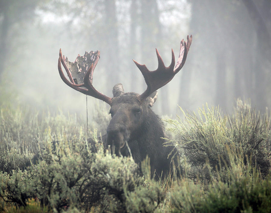 Bull Moose in Early Morning Mist Photograph by Jean Clark